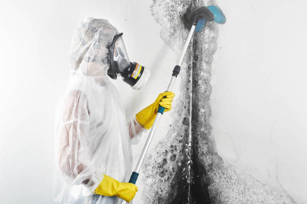 Reliable Glasgow, MO Mold Removal Solutions