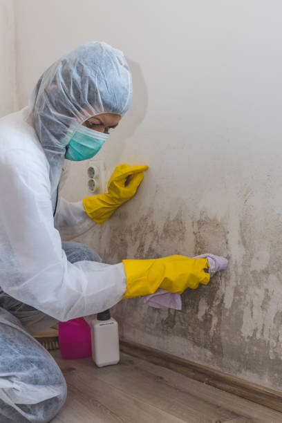 Best Comprehensive Air Testing for Mold Contaminants  in Glasgow, MO